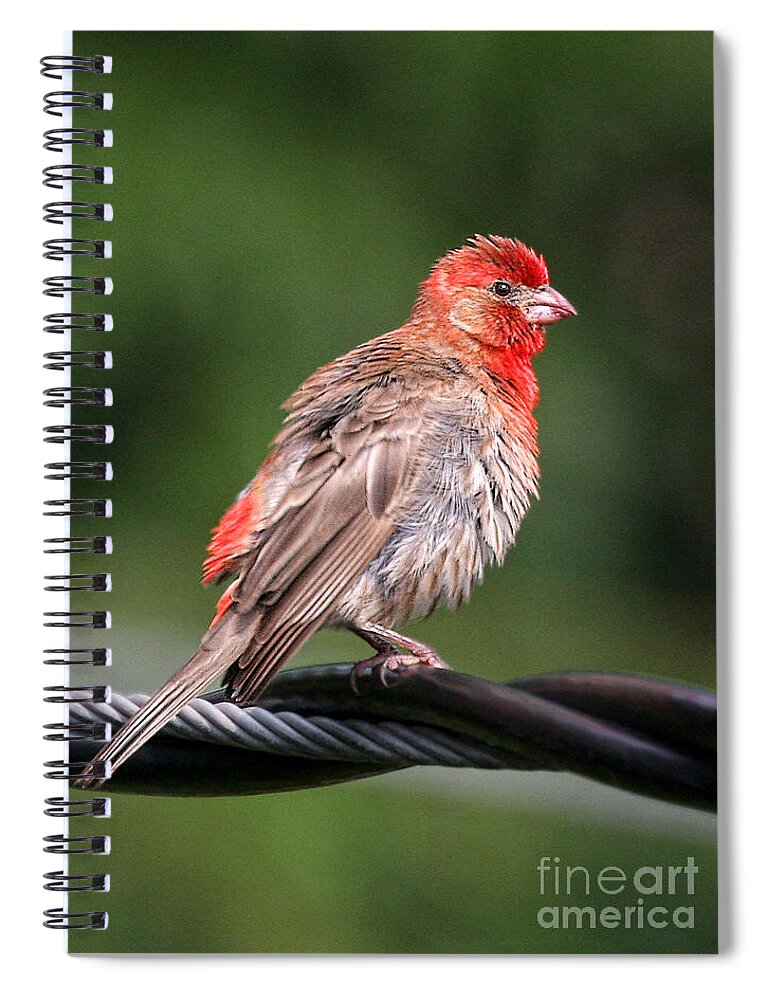 Birds Spiral Notebook featuring the photograph High Wire Act by Geoff Crego