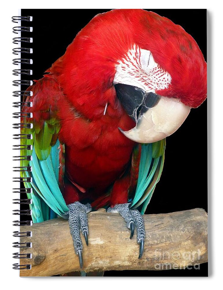 Macaw Spiral Notebook featuring the photograph Bird Pad Boredom There's a Nap for That by Barbie Corbett-Newmin