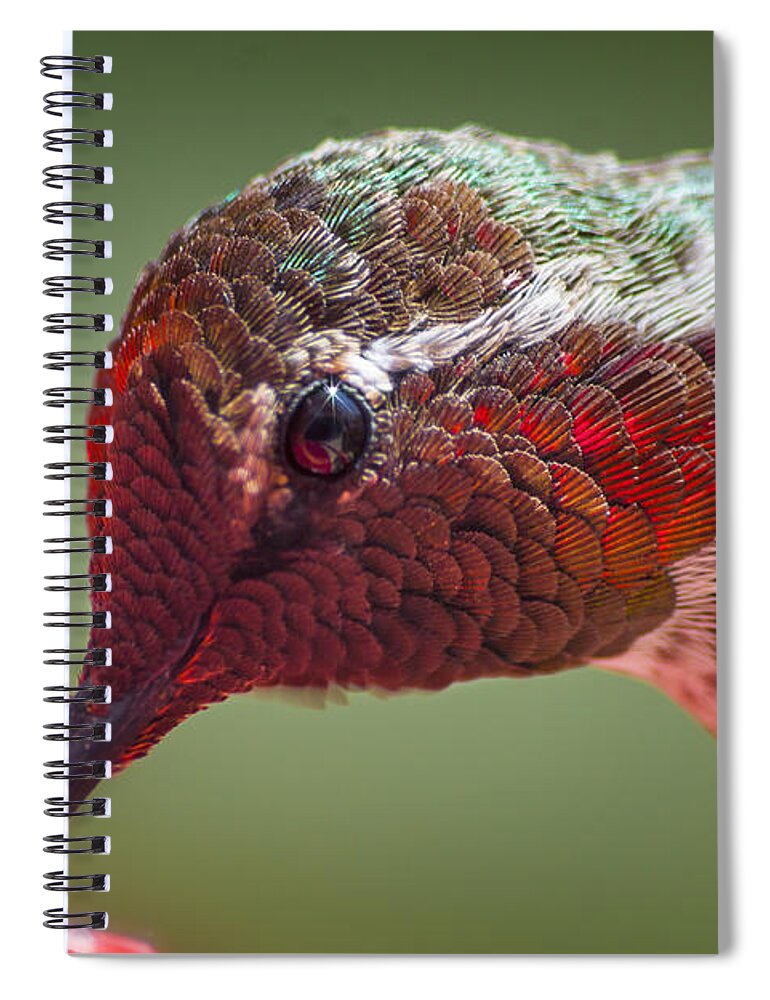 Hummingbird Spiral Notebook featuring the photograph Bird's Eye View by Caitlyn Grasso