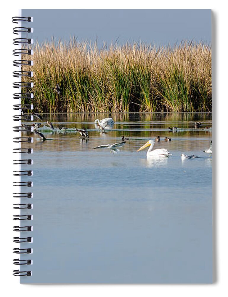 Birds Enjoying The Freshwater Marsh Spiral Notebook featuring the photograph Birds Enjoying the Freshwater Marsh by Debra Martz
