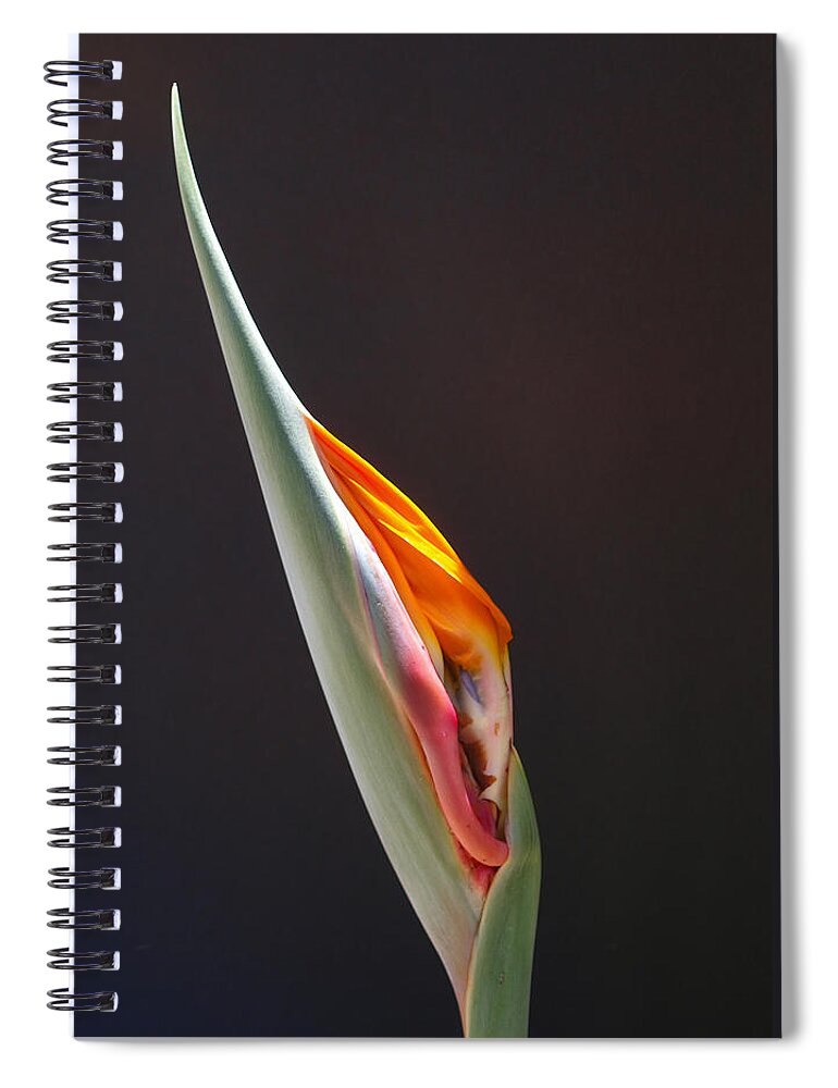Birth Of Paradise Spiral Notebook featuring the photograph Birth of Paradise by Evelyn Tambour