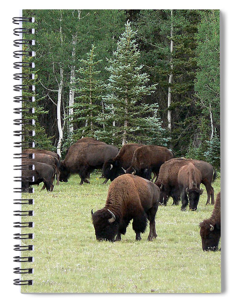 Bison Spiral Notebook featuring the photograph Bison at North Rim by Laurel Powell