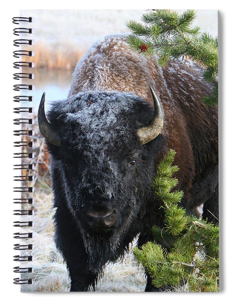 Big Game Spiral Notebook featuring the photograph Bison by David Andersen