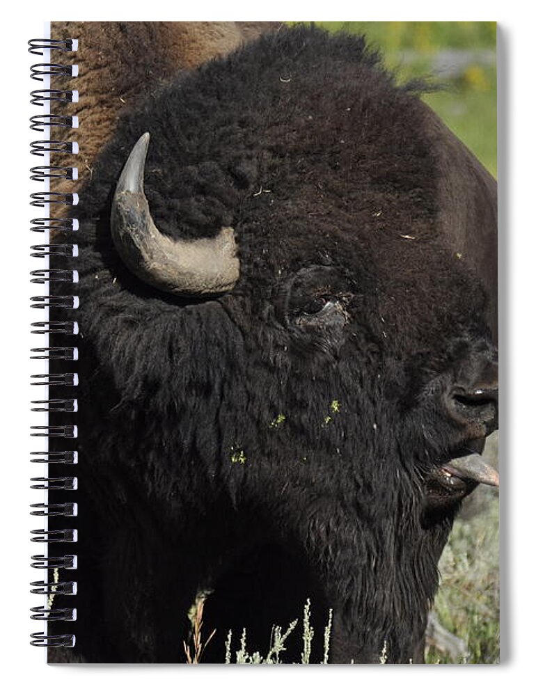 Bison Spiral Notebook featuring the photograph Bison by Frank Madia