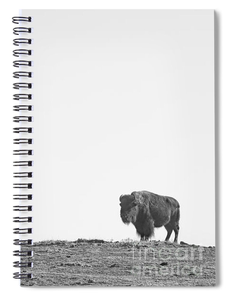 Buffalo Spiral Notebook featuring the photograph Bison On a Hill BW by James BO Insogna