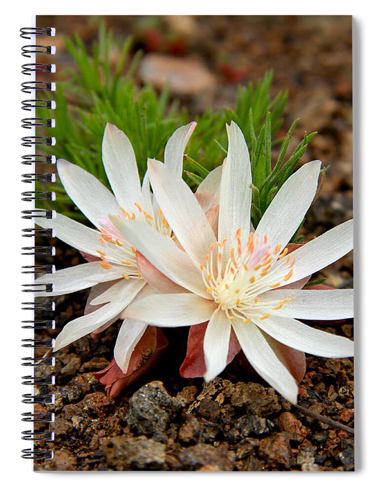 Bitterroot Wildflower Spiral Notebook featuring the photograph Bitterroot Beauty by Ed Riche