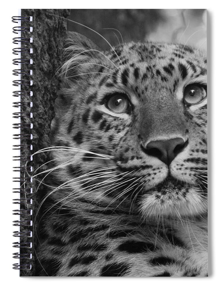 Animal Spiral Notebook featuring the photograph Black and White Amur Leopard by Chris Boulton