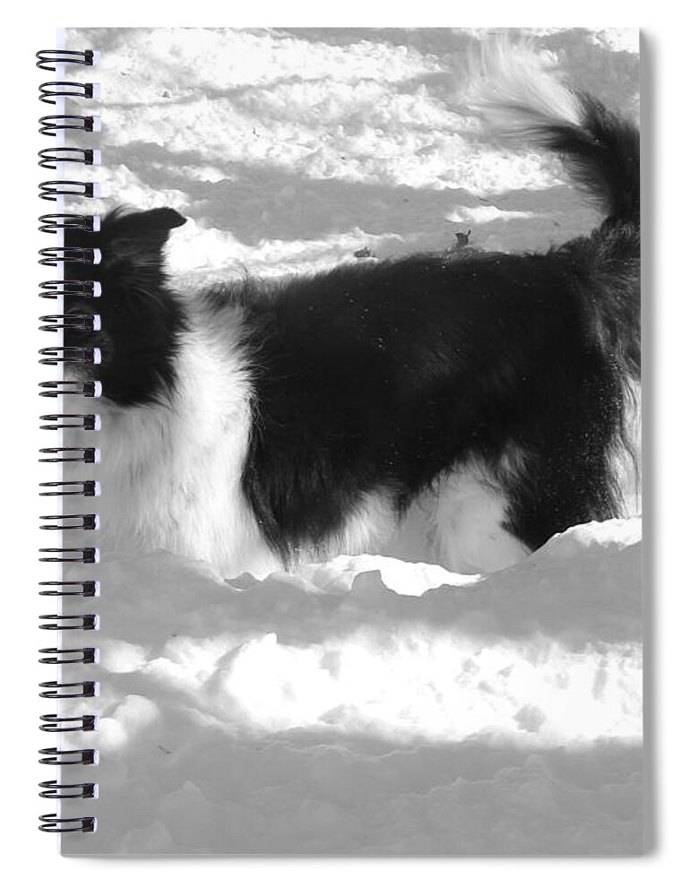 Dog Spiral Notebook featuring the photograph Black and White in the snow by Michael Porchik