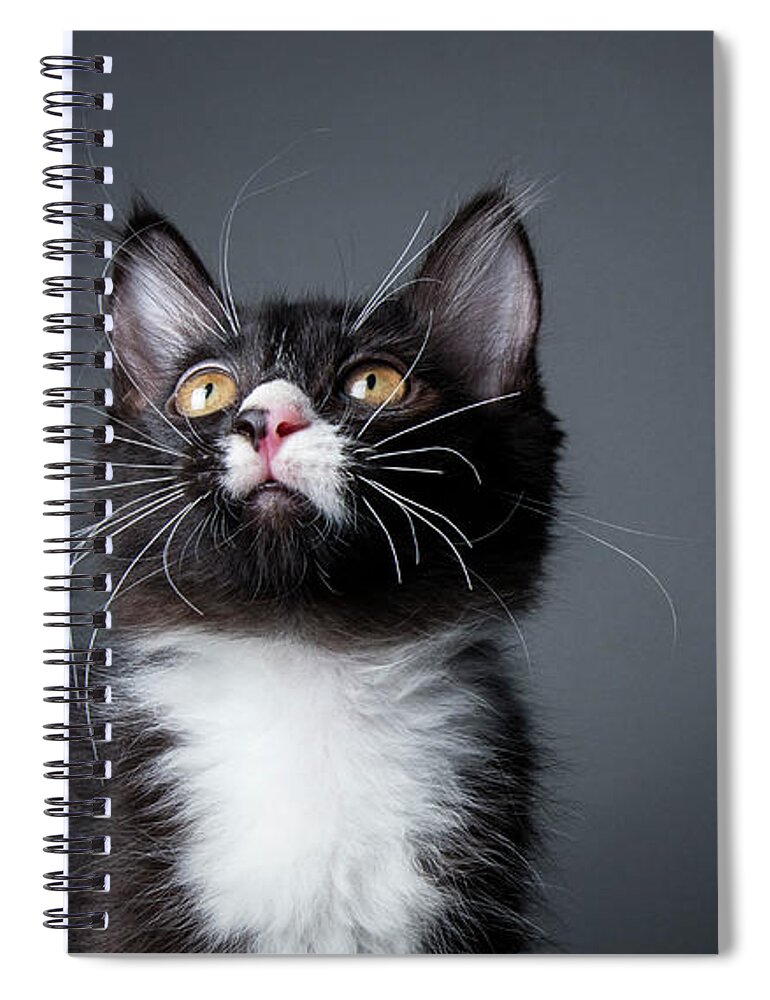 Pets Spiral Notebook featuring the photograph Black And White Kitten - The Amanda by Amandafoundation.org