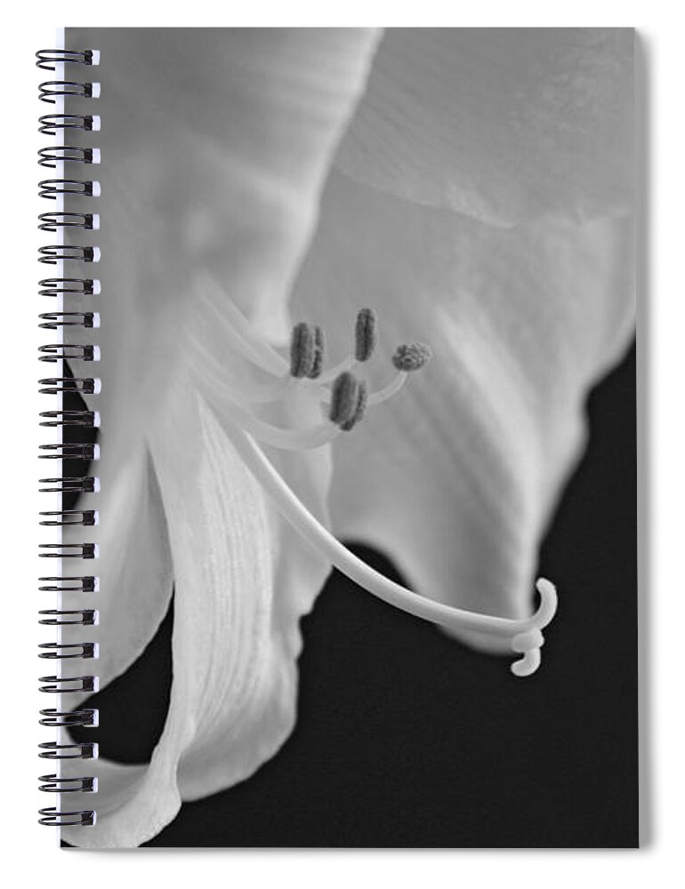 Lily Spiral Notebook featuring the photograph Black and White Lily by Jayne Carney