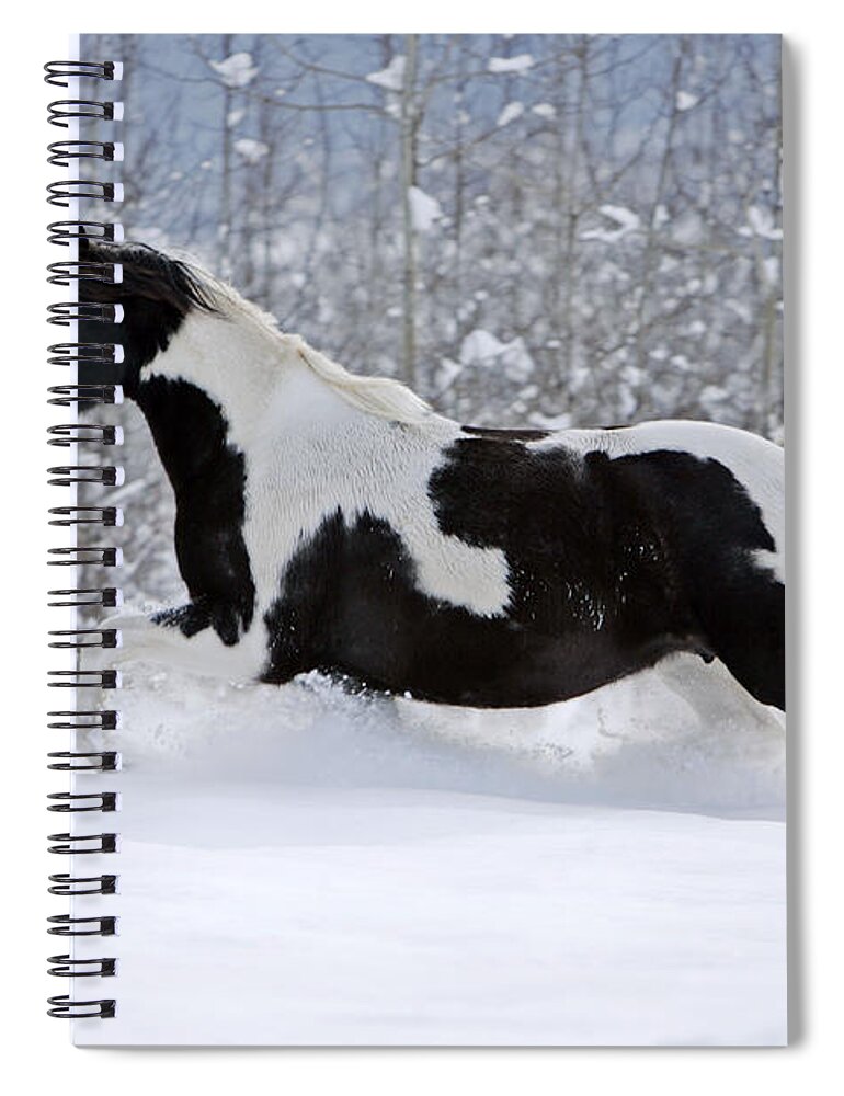 Black And White Spiral Notebook featuring the photograph Black And White Paint Horse In Snow by Rolf Kopfle