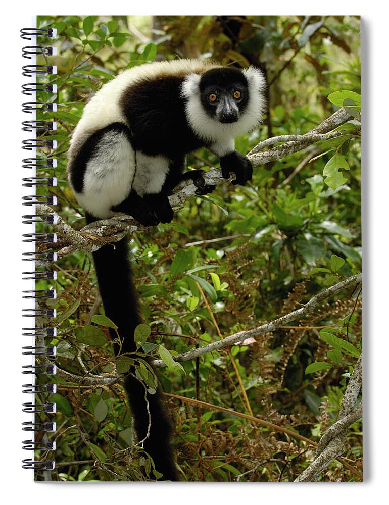 00217616 Spiral Notebook featuring the photograph Black And White Ruffed Lemur by Pete Oxford