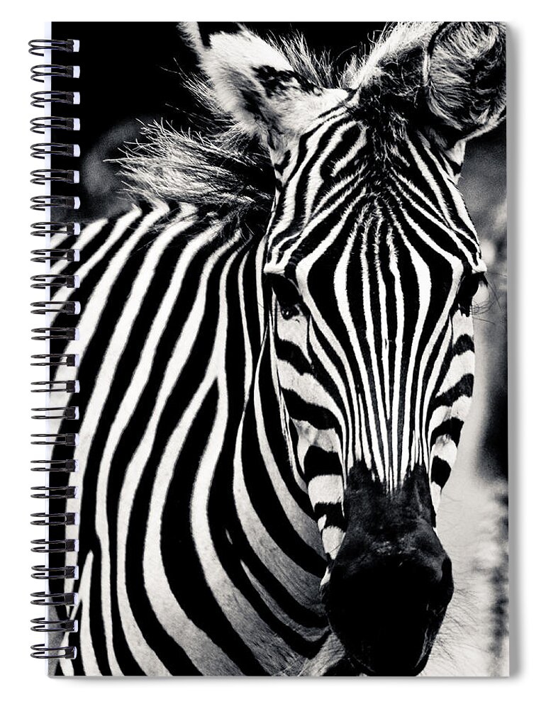 Zebra Spiral Notebook featuring the photograph Black and white Zebra Portrait by Maggy Marsh