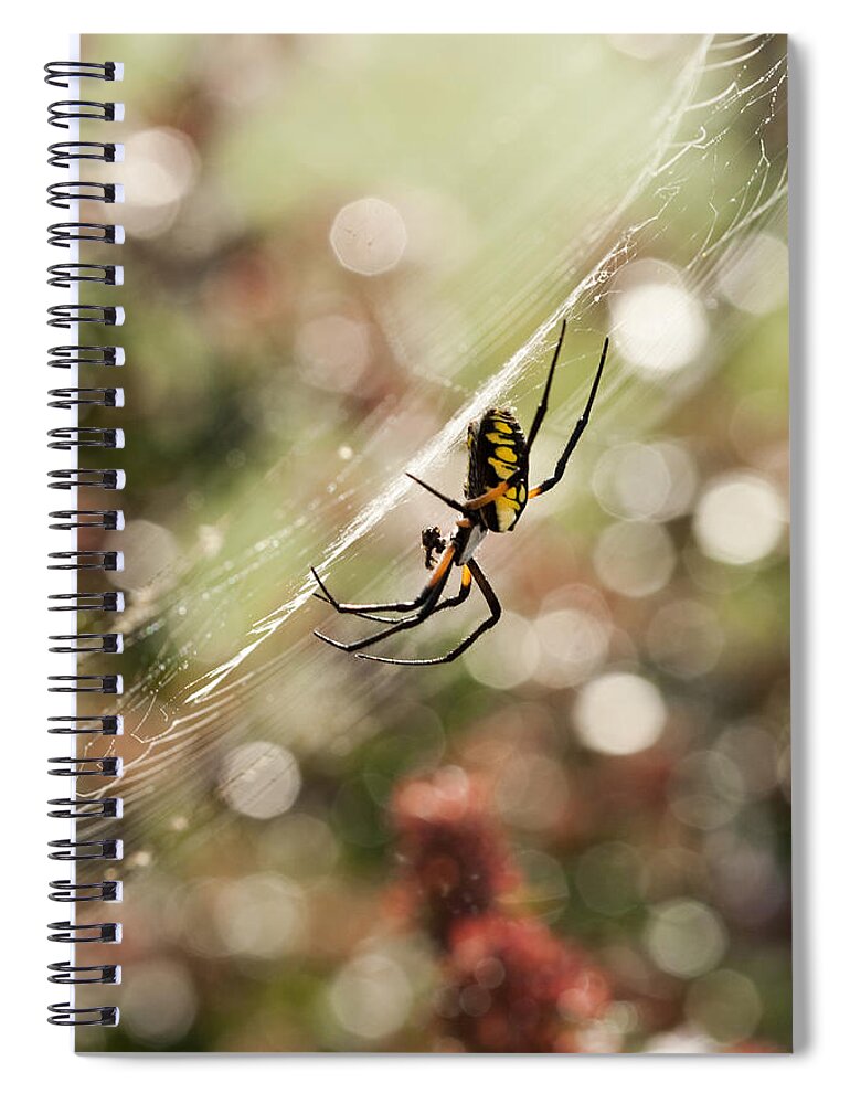 Black And Yellow Argiope Spiral Notebook featuring the photograph Black and Yellow Argiope Spider on Web by Kathy Clark