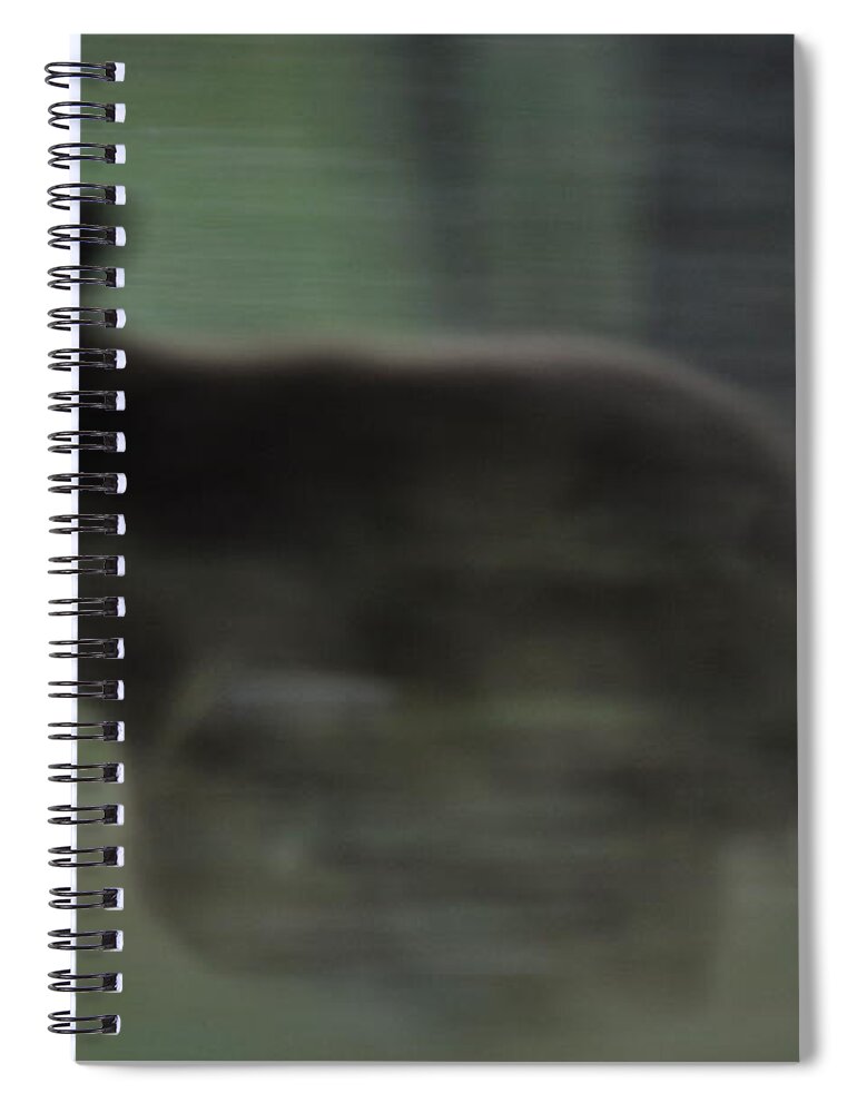Black Bear Spiral Notebook featuring the photograph Black Bear Cub Running by Frank Madia
