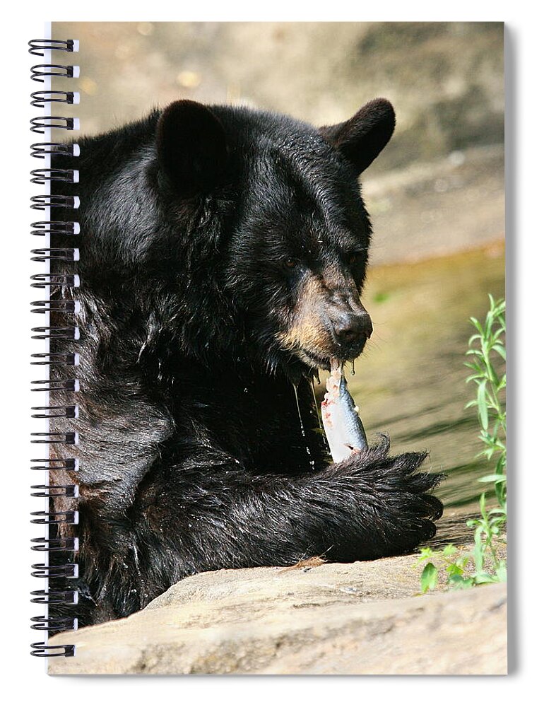 Nature Spiral Notebook featuring the photograph Black Bear Fish Catch by Angela Rath