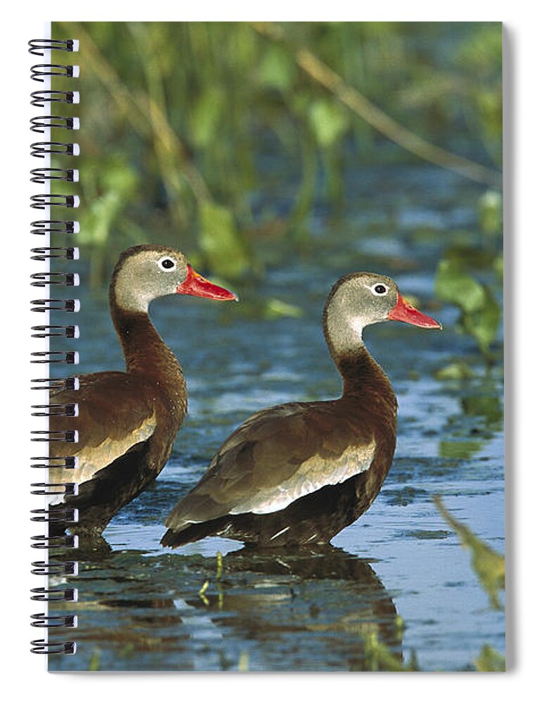 Feb0514 Spiral Notebook featuring the photograph Black-bellied Whistling Ducks Wading by Tom Vezo