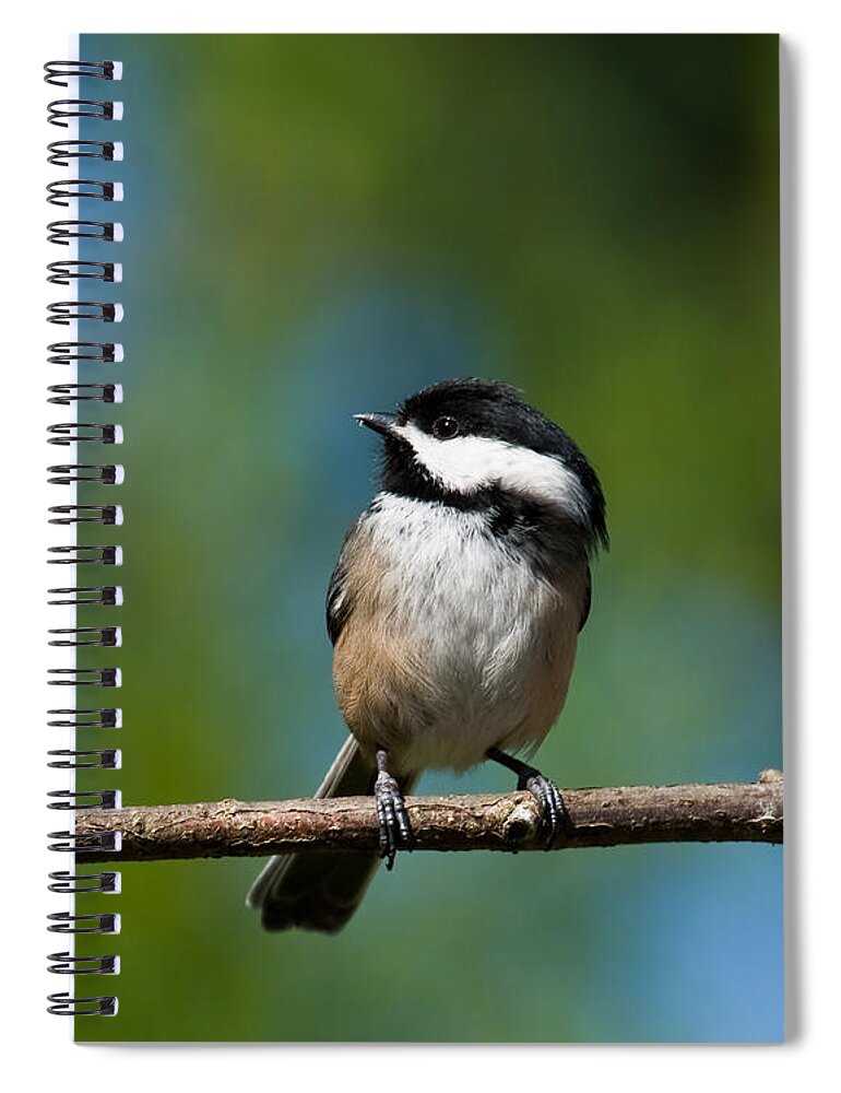 Animal Spiral Notebook featuring the photograph Black Capped Chickadee Perched on a Branch by Jeff Goulden