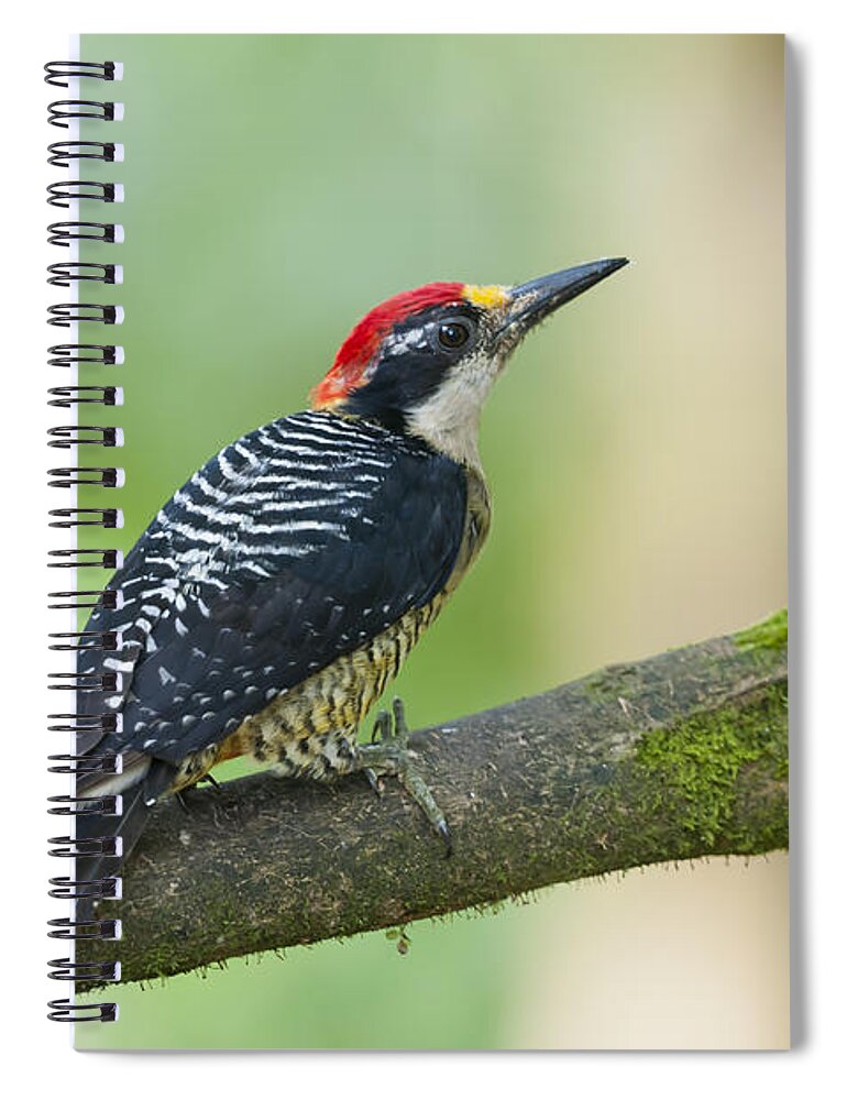 Tui De Roy Spiral Notebook featuring the photograph Black-cheeked Woodpecker Male Milpe by Tui De Roy