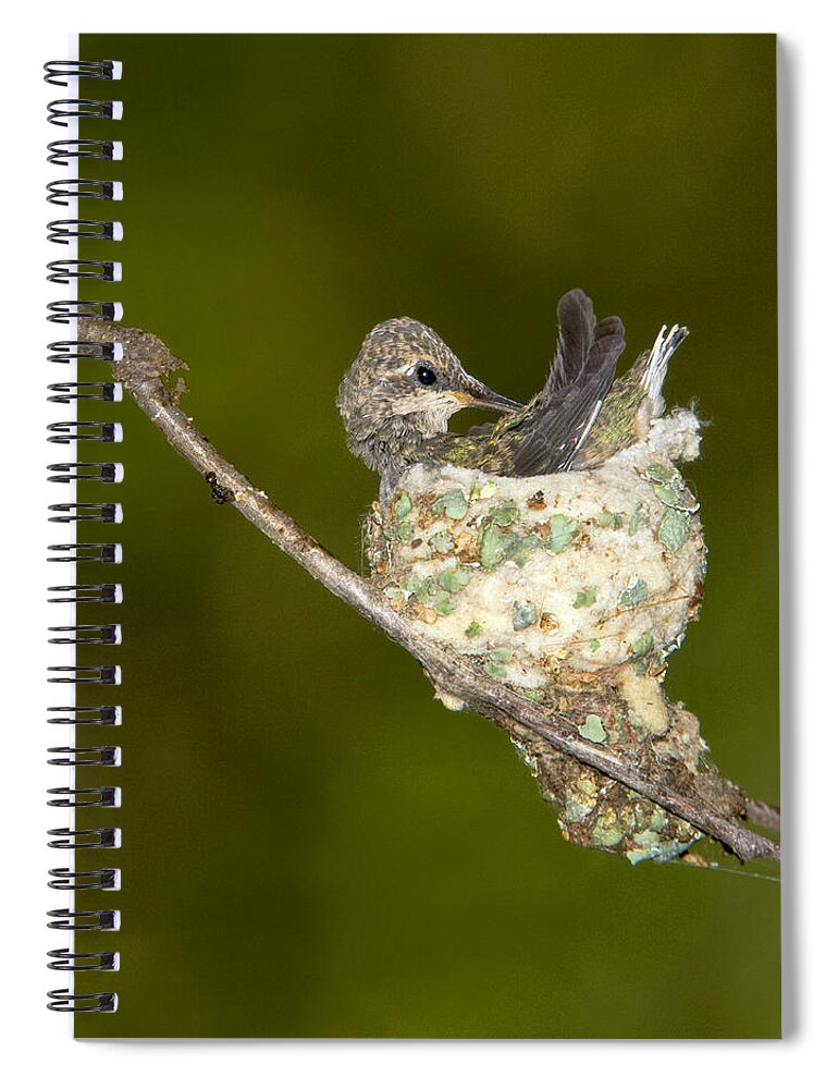 Feb0514 Spiral Notebook featuring the photograph Black-chinned Hummingbird Preening by Tom Vezo