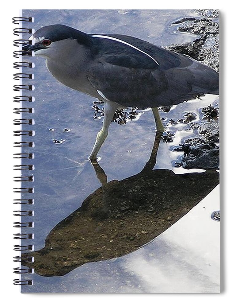 Birds Spiral Notebook featuring the photograph Black Crowned Night Heron and Shadow by Mary Deal