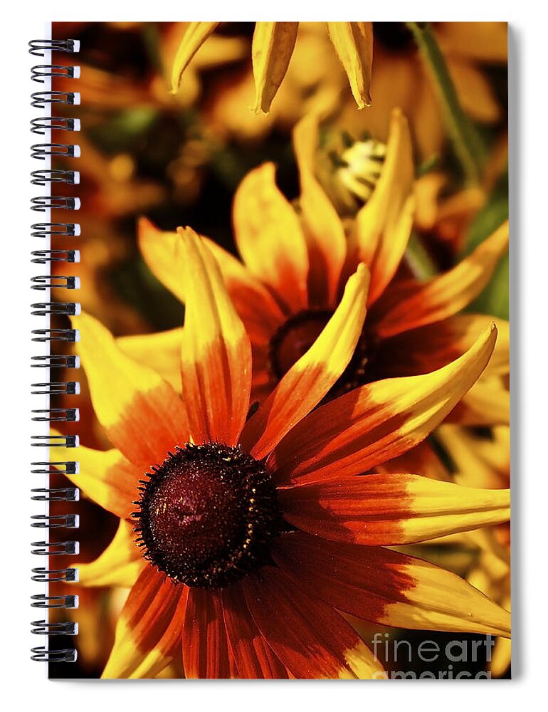 Flowers Spiral Notebook featuring the photograph Black Eyed Susan by Linda Bianic