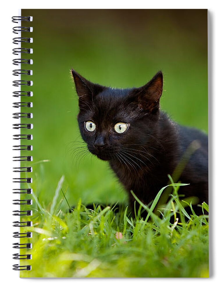 Black Cat Spiral Notebook featuring the photograph Black Kitten by Ian Good