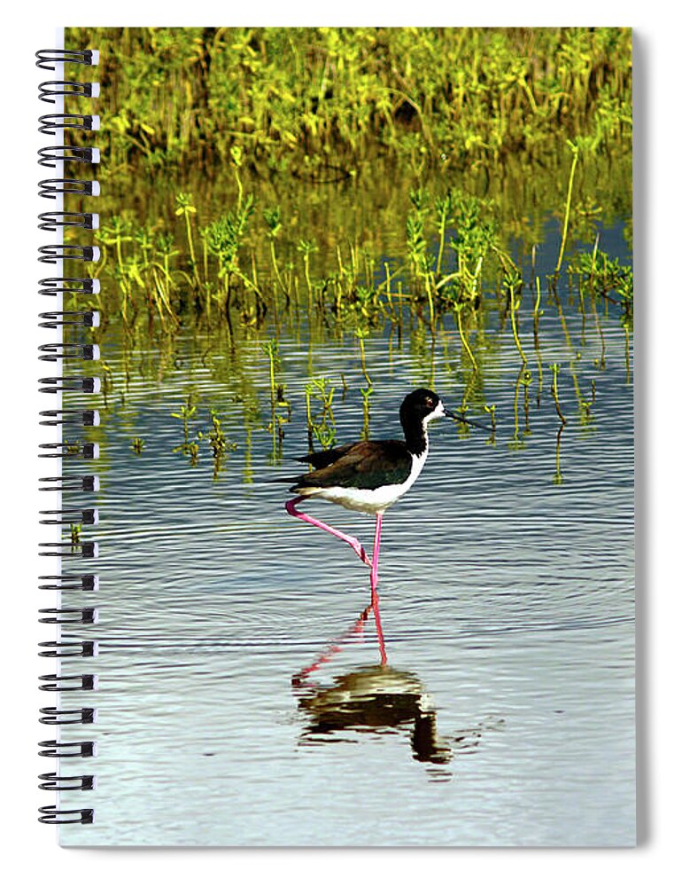 Fine Art Photography Spiral Notebook featuring the photograph Black-Necked Stilt III by Patricia Griffin Brett