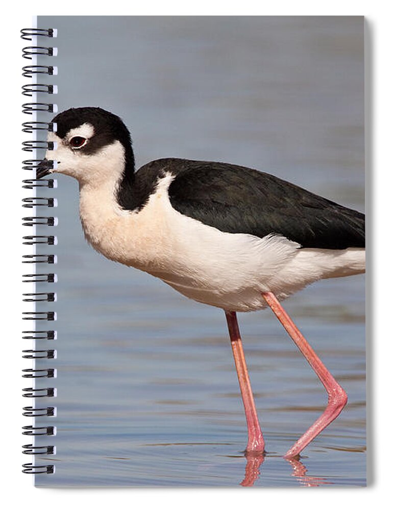 American Wildlife Spiral Notebook featuring the photograph Black-necked Stilt Male by Craig K. Lorenz