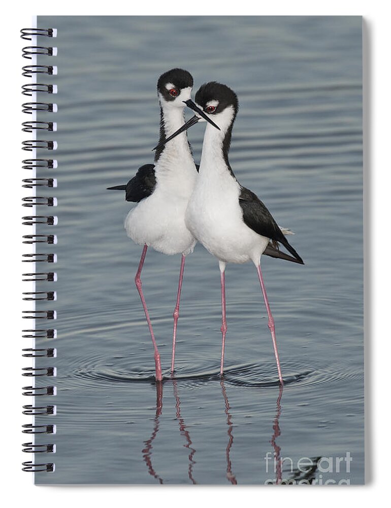 Black-necked Stilt Spiral Notebook featuring the photograph Black-necked Stilts by Anthony Mercieca
