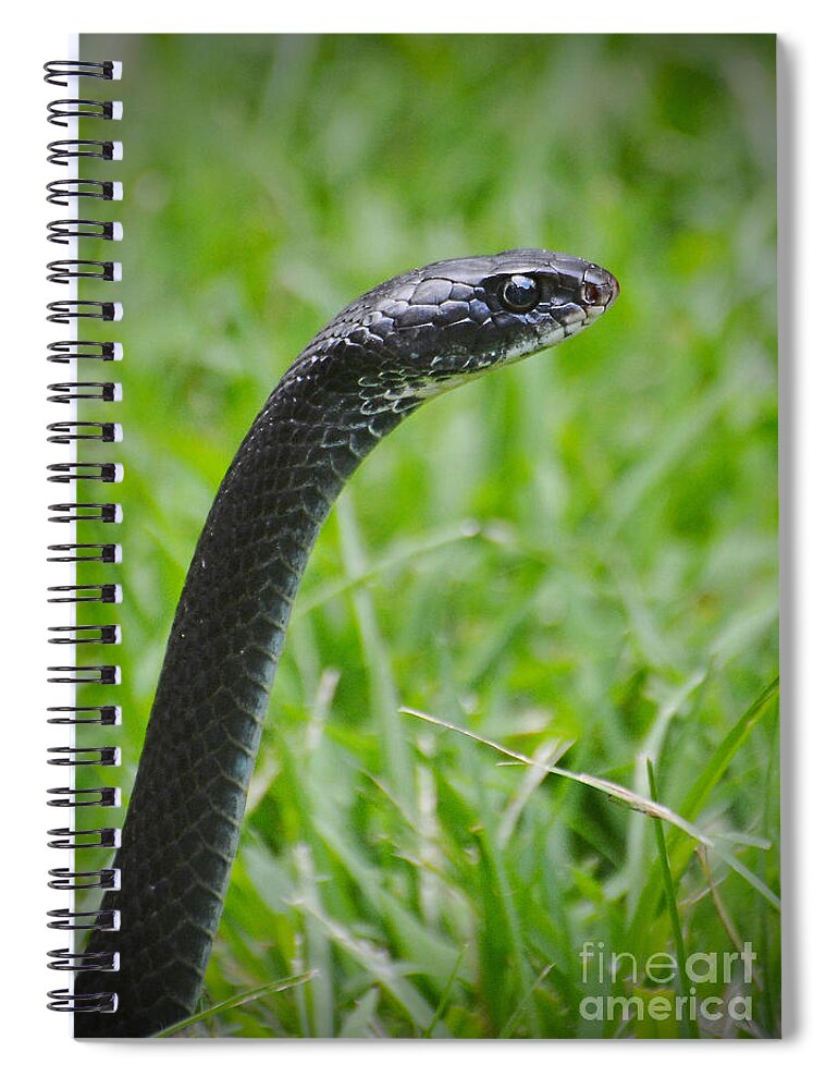 Snake Spiral Notebook featuring the photograph Black Racer by Kathy Baccari