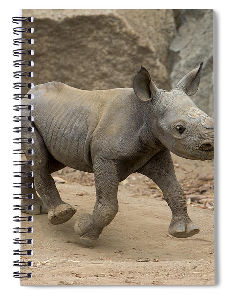 San Diego Zoo Spiral Notebook featuring the photograph Black Rhinoceros Calf Running by San Diego Zoo