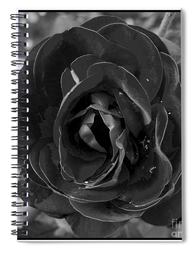 Awakened Spiral Notebook featuring the photograph Black Rose by Nina Ficur Feenan