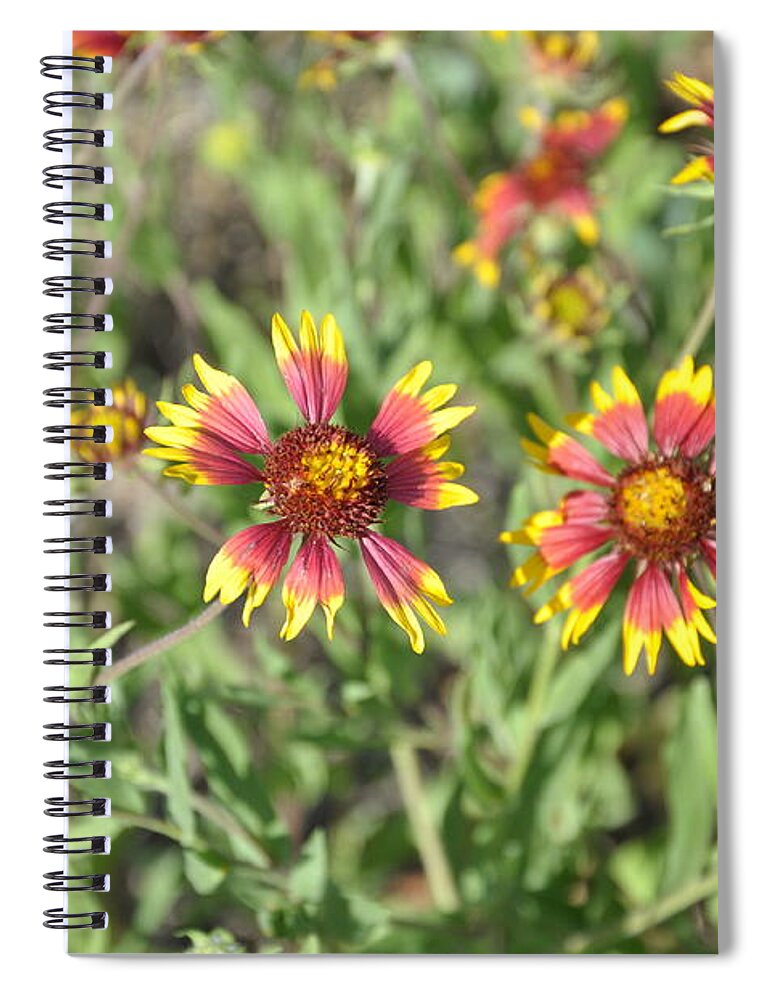 Yellow Spiral Notebook featuring the photograph Blanketflower by Frank Madia
