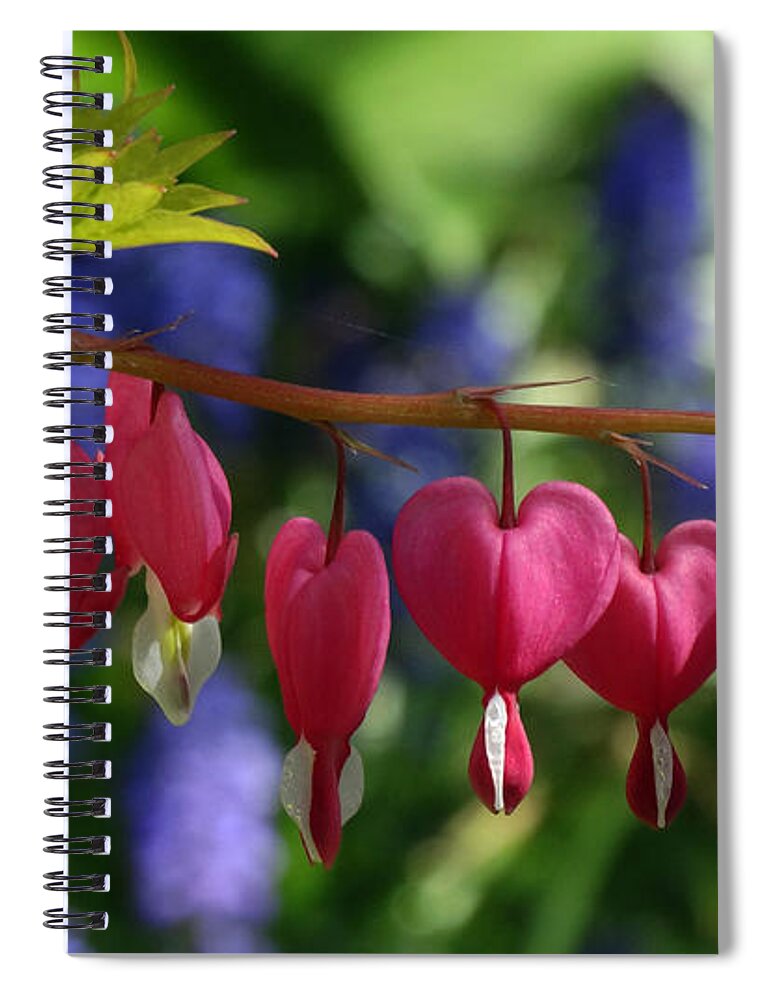 Flowers Spiral Notebook featuring the photograph Bleeding Hearts by David T Wilkinson