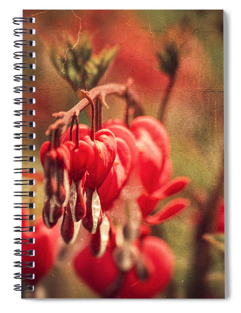 Love Spiral Notebook featuring the photograph Bleeding Hearts by Spikey Mouse Photography