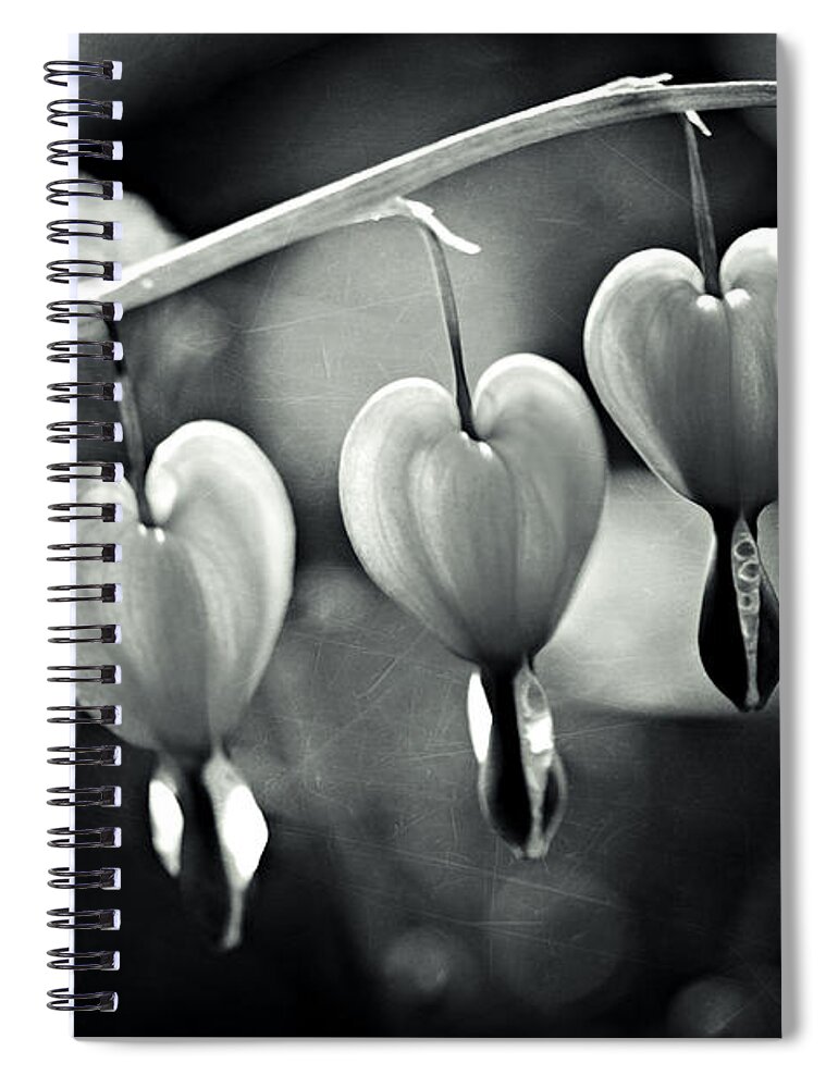 Bleeding Heart Spiral Notebook featuring the photograph Bleeding Hearts by Sylvia Cook
