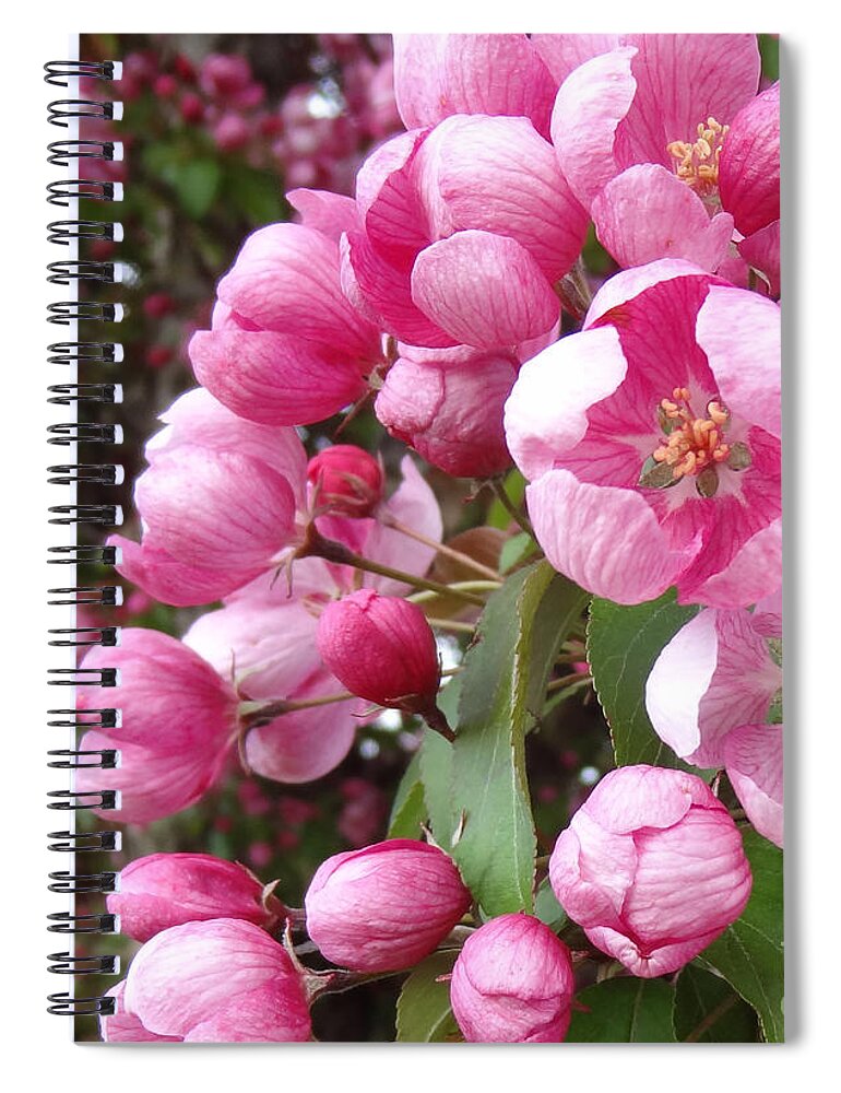 Blossom Spiral Notebook featuring the photograph Blooming Cherry by Laurel Best