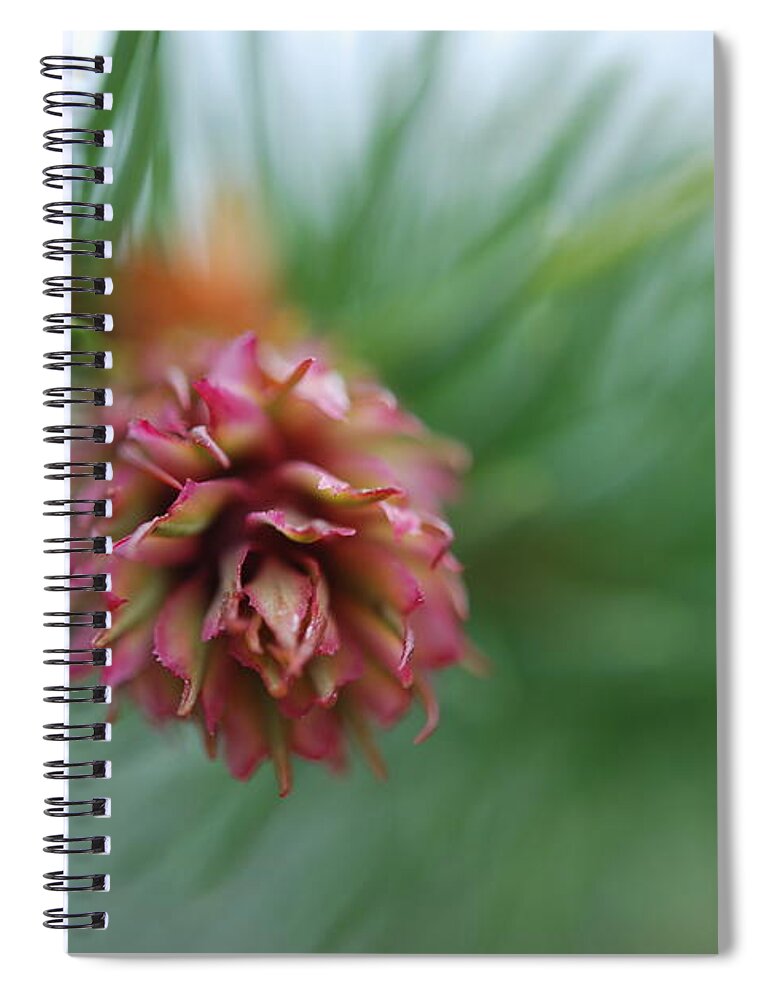 Pine Cone Spiral Notebook featuring the photograph Blooming Pine Cone by Kathy Paynter