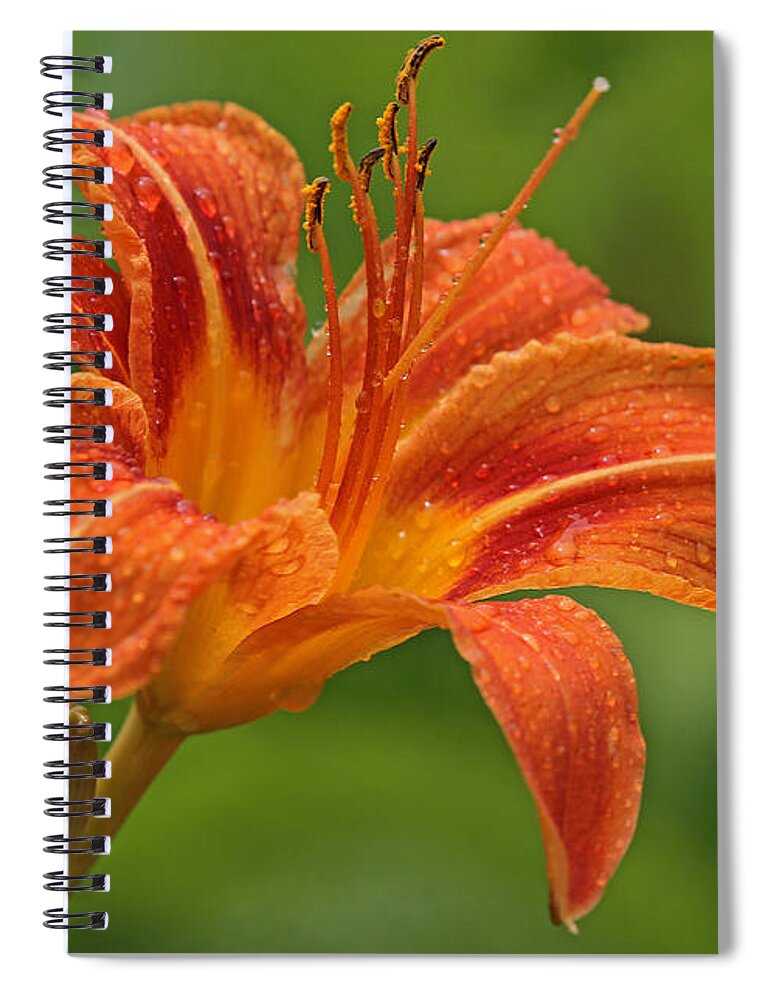 Orange Spiral Notebook featuring the photograph Blooming Tiger Lily by Juergen Roth