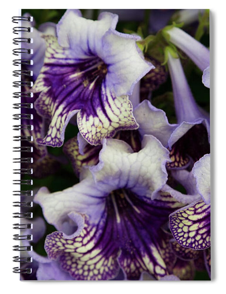Purple Spiral Notebook featuring the photograph Blooms From A Purple Trumpet Flower by Martin Child
