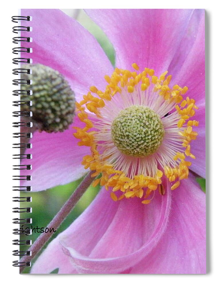 Flowers Spiral Notebook featuring the photograph Blossom by Lainie Wrightson
