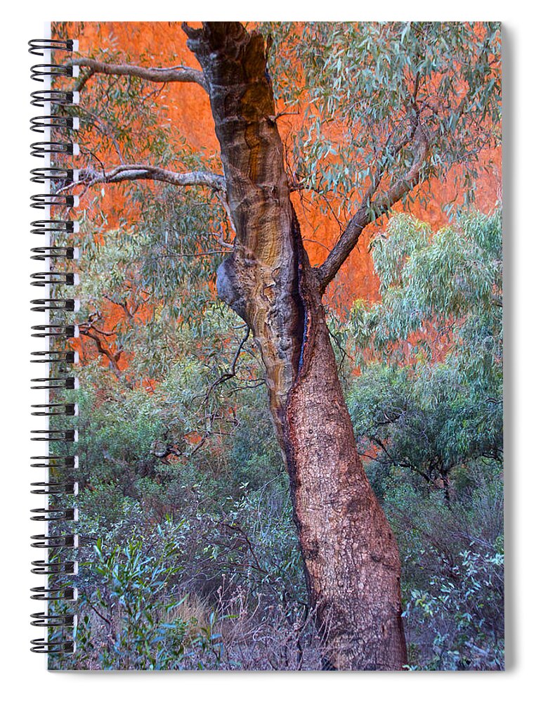 Blue Gum Spiral Notebook featuring the photograph Blue Gum Tree by Venetia Featherstone-Witty