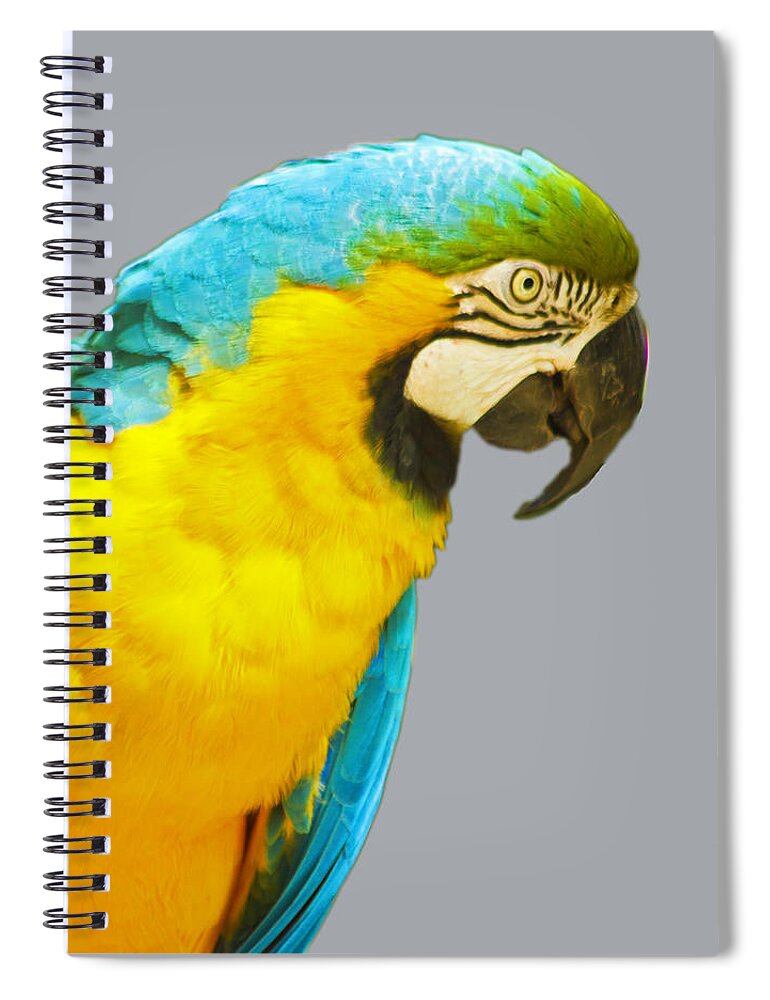 Macaw Spiral Notebook featuring the photograph Blue and Gold Macaw by Bill Barber