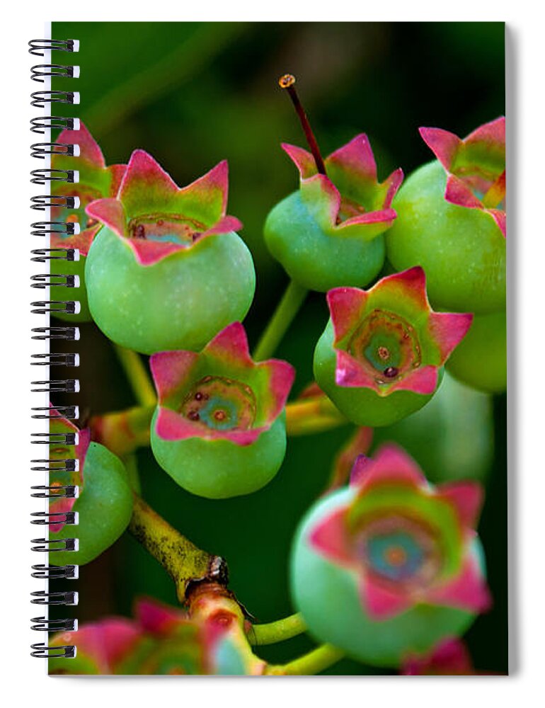 Blueberry Park Spiral Notebook featuring the photograph Blue Berry Beginnings by Tikvah's Hope