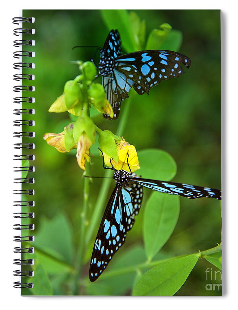 Butterfly Spiral Notebook featuring the photograph Blue Butterflies In The Green Garden by Gina Koch