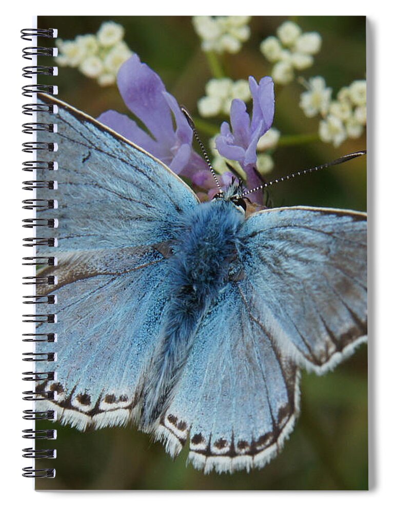 Butterflay Spiral Notebook featuring the digital art Blue butterfly by Ron Harpham