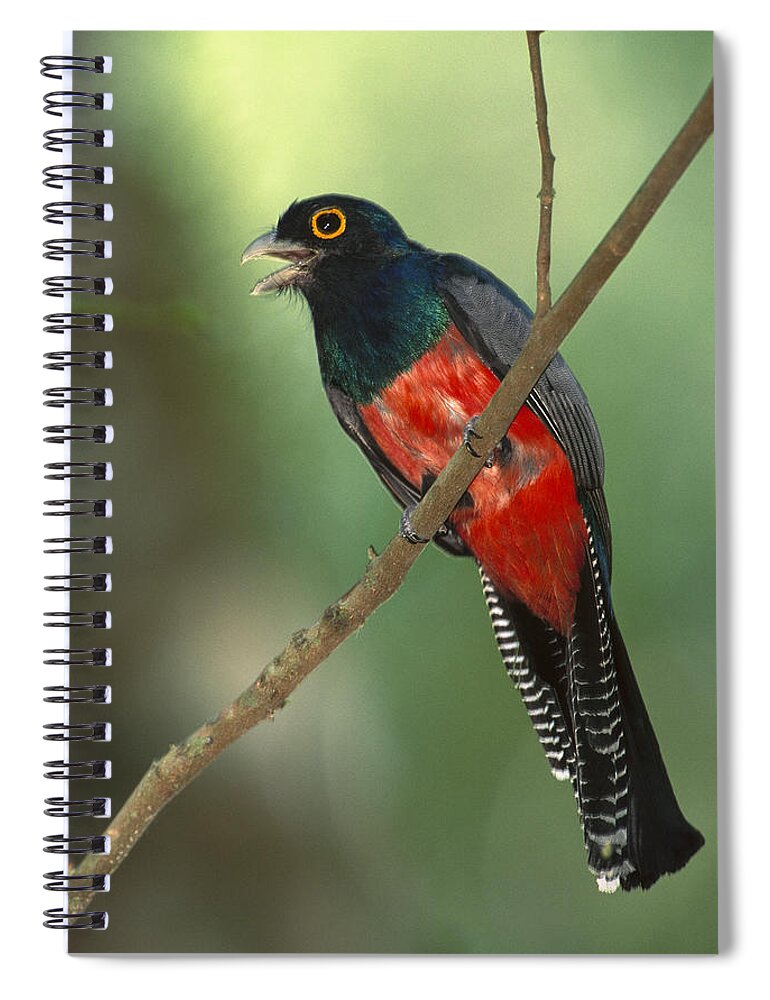 00216387 Spiral Notebook featuring the photograph Blue-crowned Trogon Peru by Pete Oxford