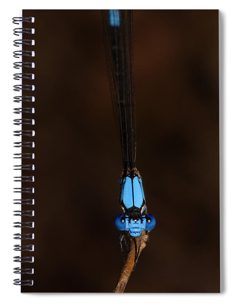 Blue Dancer Damselfly Spiral Notebook featuring the photograph Blue Dancer Damselfly by Daniel Reed