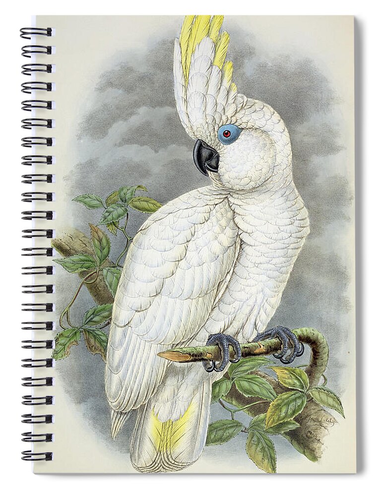 Cockatoo Spiral Notebook featuring the painting Blue-eyed Cockatoo by William Hart